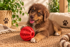 Boules en caoutchouc interactive pour chien Au meilleur ami