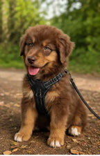 Harnais pour chiens rando walk Au meilleur ami
